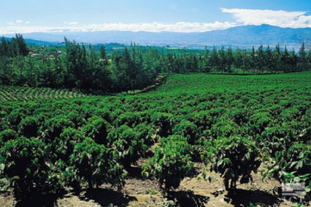 Come Travel To Costa Rica With Us.... cafetaleros Come Travel To Costa Rica With Us....